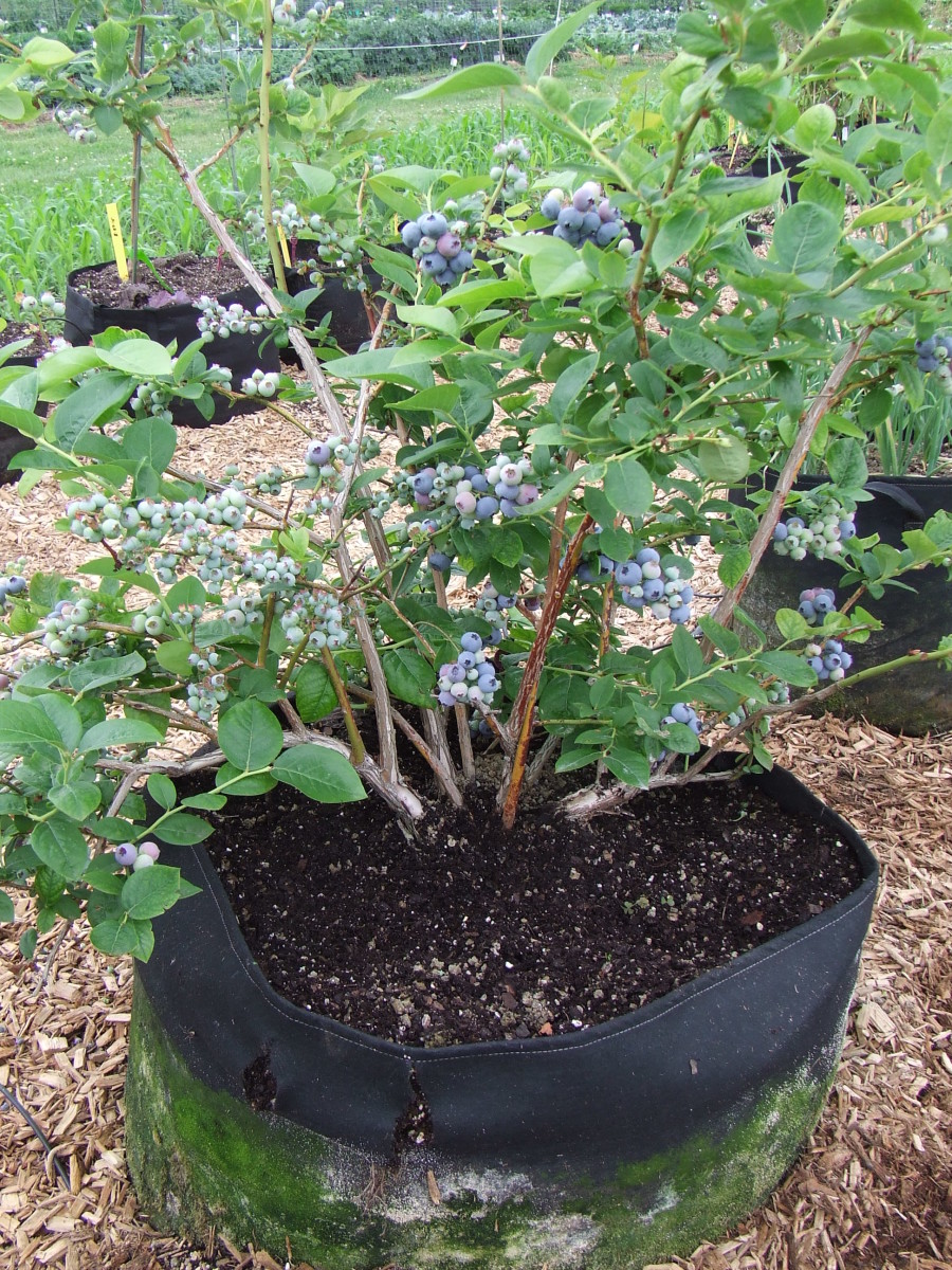 KaBluey Blueberries in Grow Tubs « Gardens Alive Blog